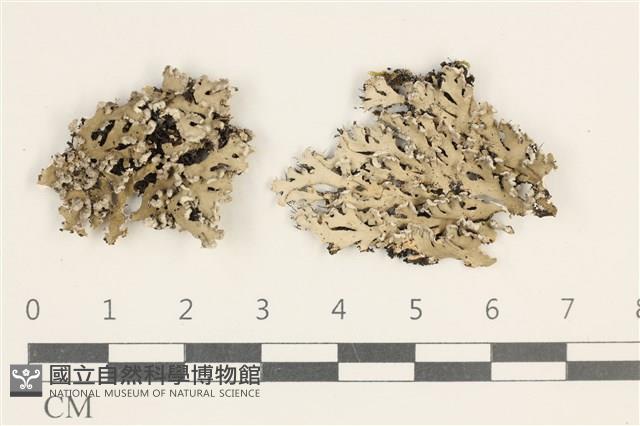 登錄號:L00003913藏品圖，第1張