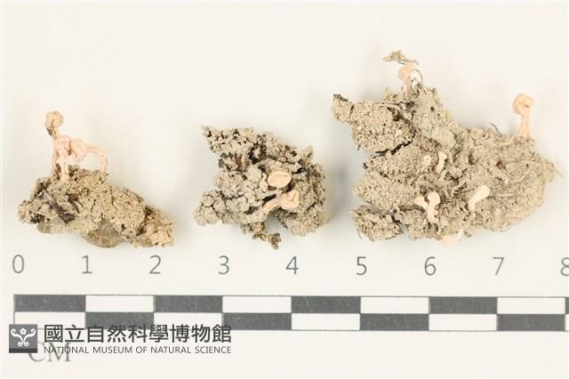 登錄號:L00003813藏品圖，第1張