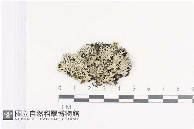 登錄號:L00002043藏品圖，第1張