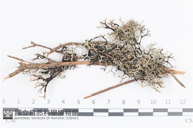 登錄號:L00004043藏品圖，第1張