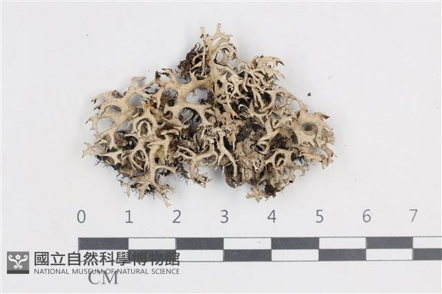 登錄號:L00002143藏品圖，第1張