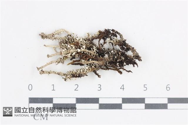 登錄號:L00003843藏品圖，第1張
