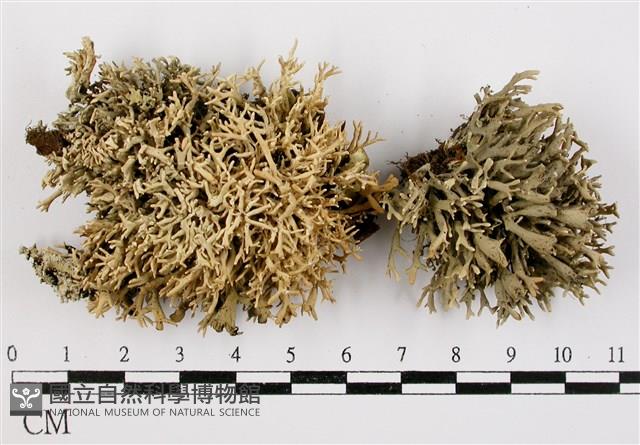 登錄號:L00000923藏品圖，第1張