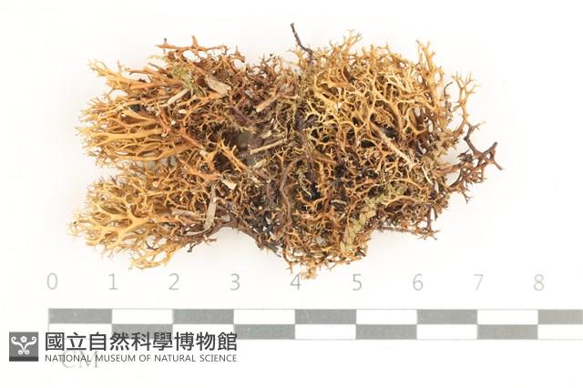 登錄號:L00000823藏品圖，第1張