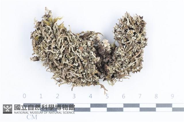 登錄號:L00005273藏品圖，第1張
