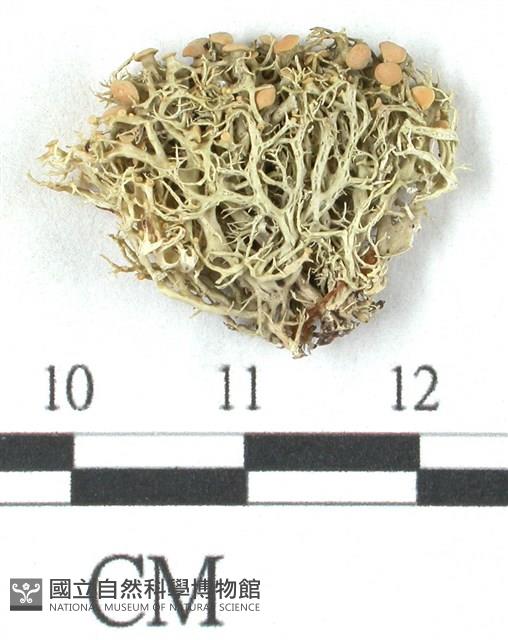 登錄號:L00001073藏品圖，第1張