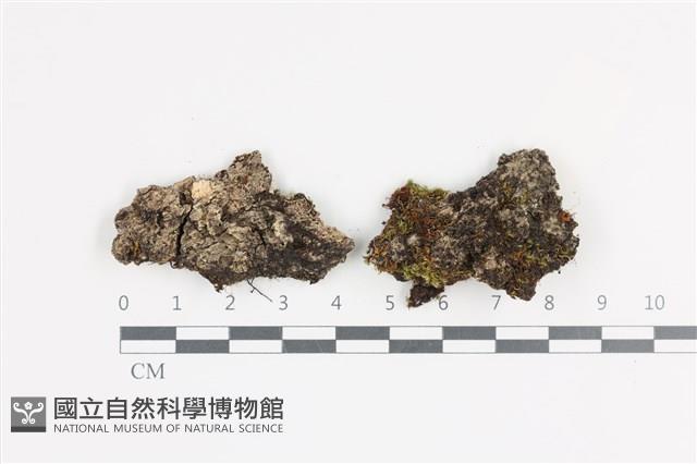 登錄號:L00005073藏品圖，第1張