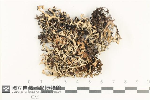 登錄號:L00000973藏品圖，第1張