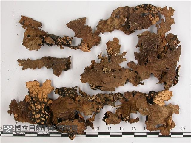 兜衣藏品圖，第1張