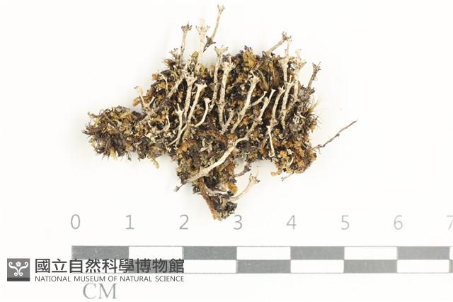 Accession Number:L00002153 Collection Image, Figure 1, Total 2 Figures