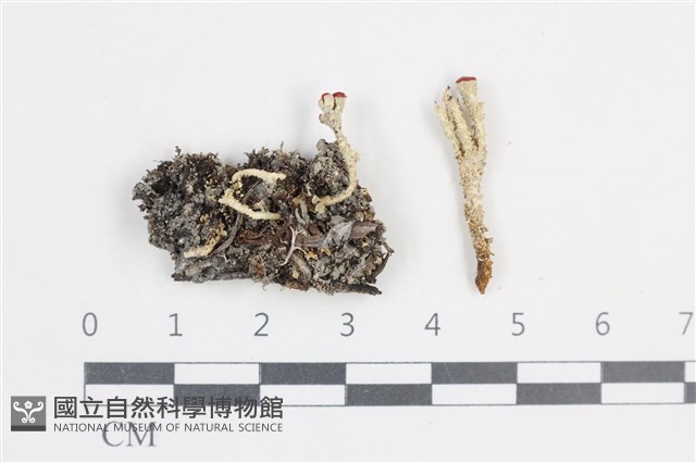 登錄號:L00004153藏品圖，第1張