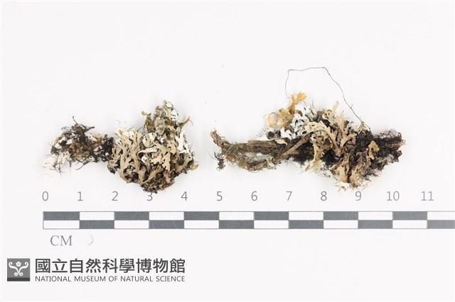 日本雪花衣藏品圖，第1張