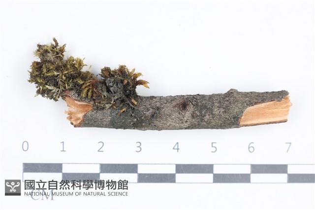 登錄號:L00005093藏品圖，第1張