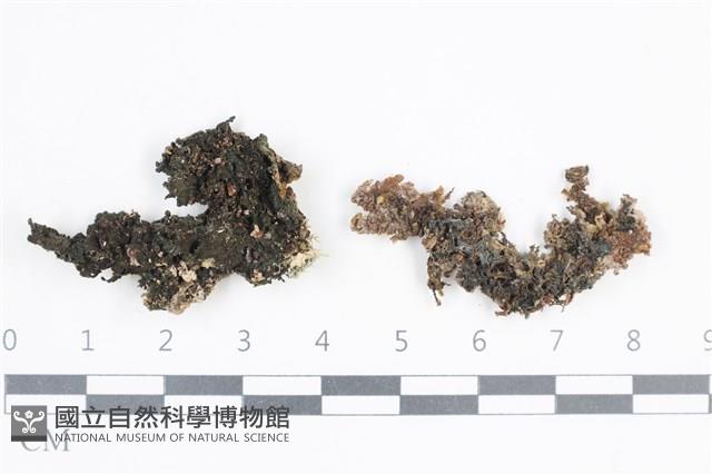 登錄號:L00001193藏品圖，第1張