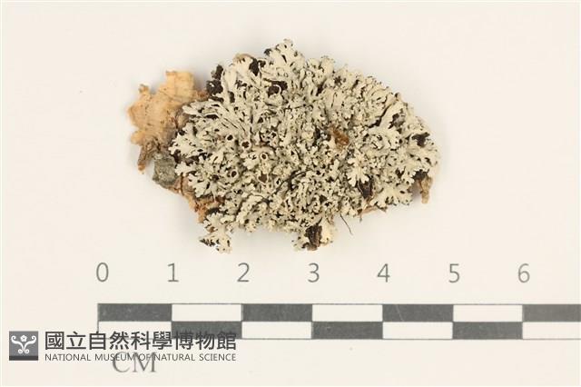 館號:L00004193藏品圖，第1張