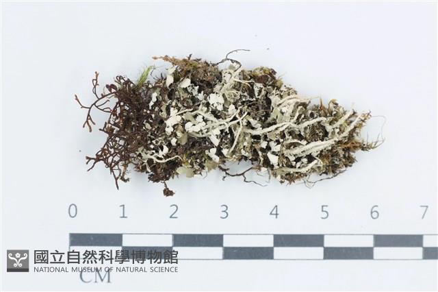 登錄號:L00002993藏品圖，第1張