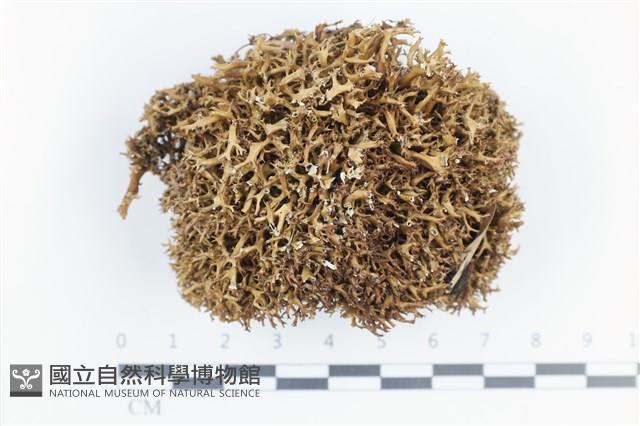 登錄號:L00003893藏品圖，第1張