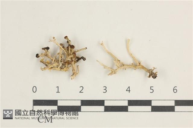 登錄號:L00000833藏品圖，第1張