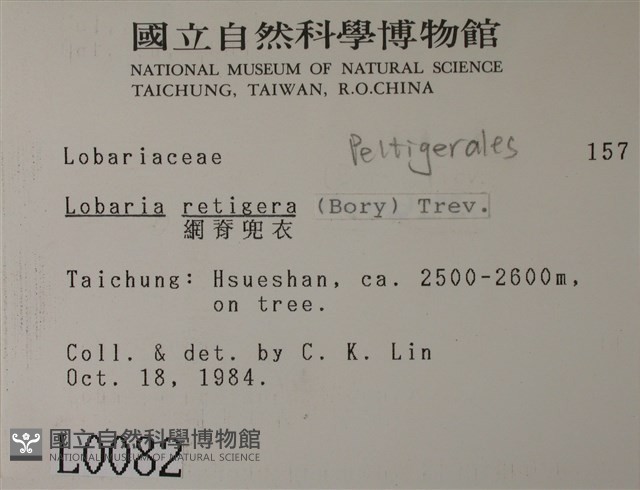 網脊兜衣藏品圖，第2張