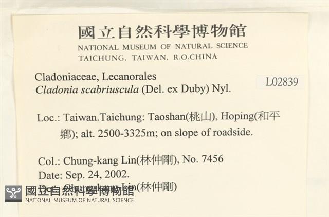 粗皮石蕊藏品圖，第2張