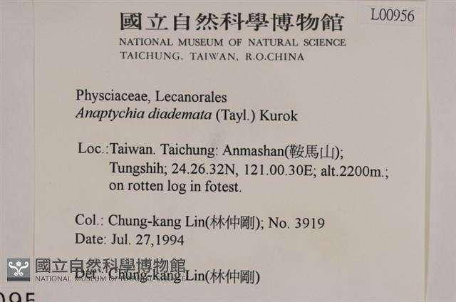 登錄號:L00000956藏品圖，第2張