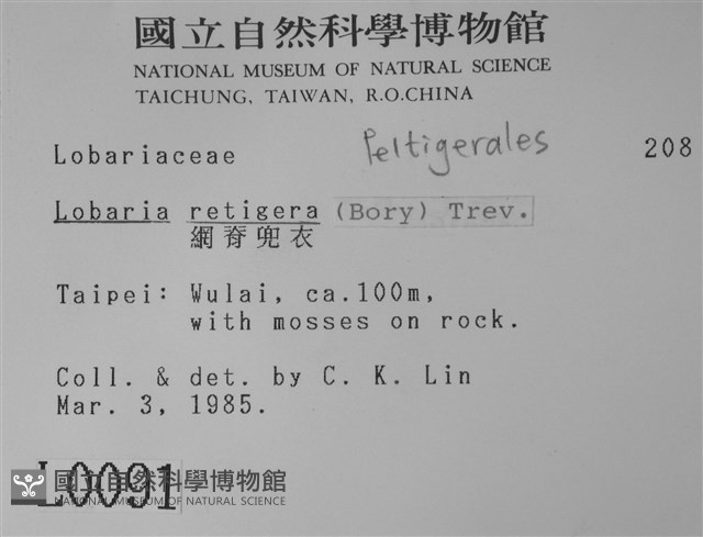 網脊兜衣藏品圖，第2張