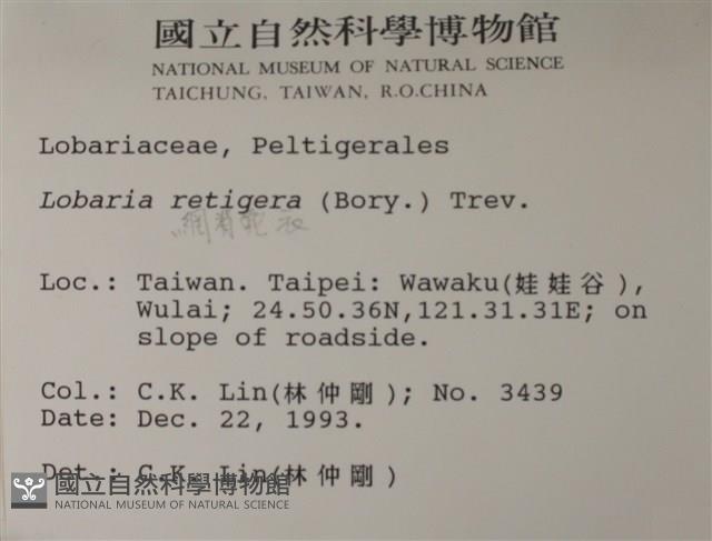 網脊兜衣藏品圖，第2張