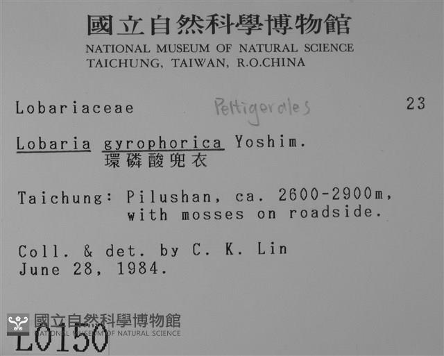 環磷酸兜衣藏品圖，第2張