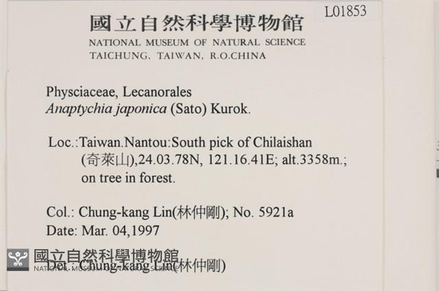日本雪花衣藏品圖，第2張