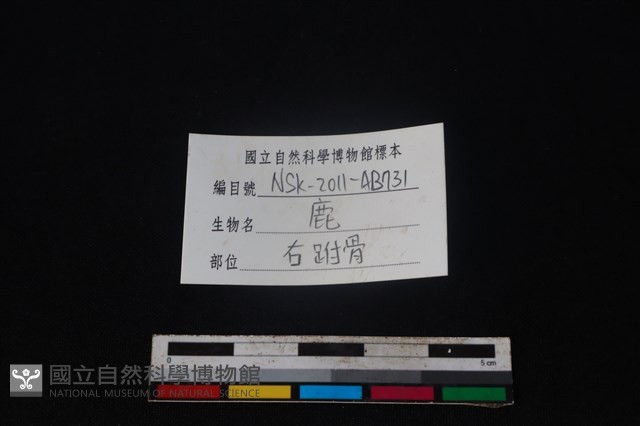 梅花鹿骨藏品圖，第5張