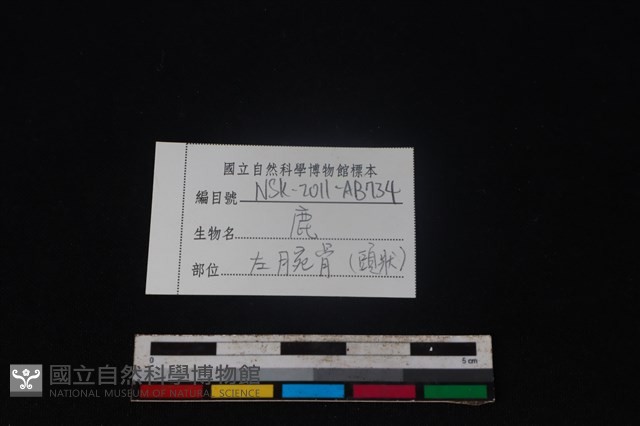梅花鹿骨藏品圖，第5張