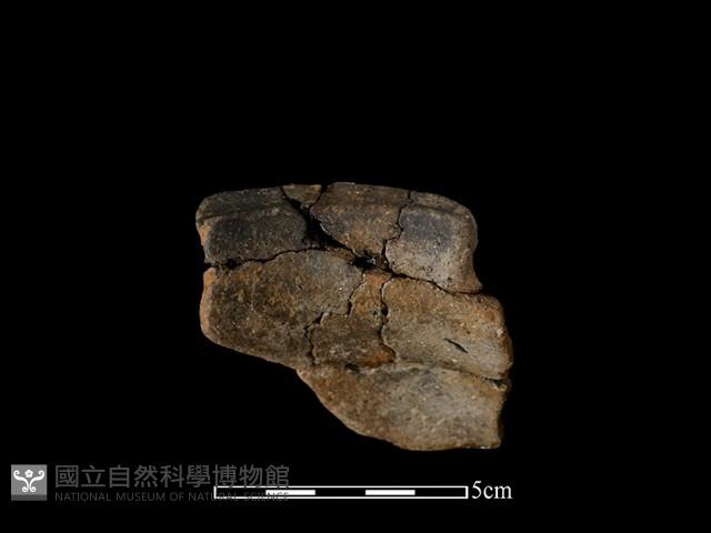 陶片藏品圖，第3張