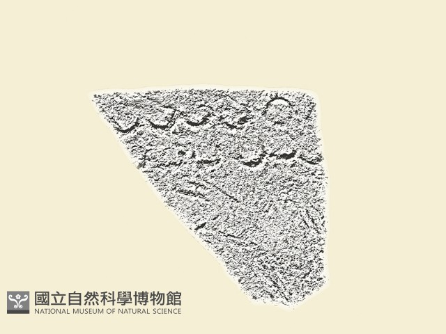 陶片藏品圖，第3張