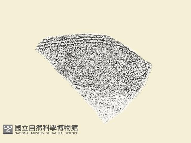 陶片藏品圖，第3張