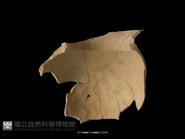 陶罐藏品圖，第4張