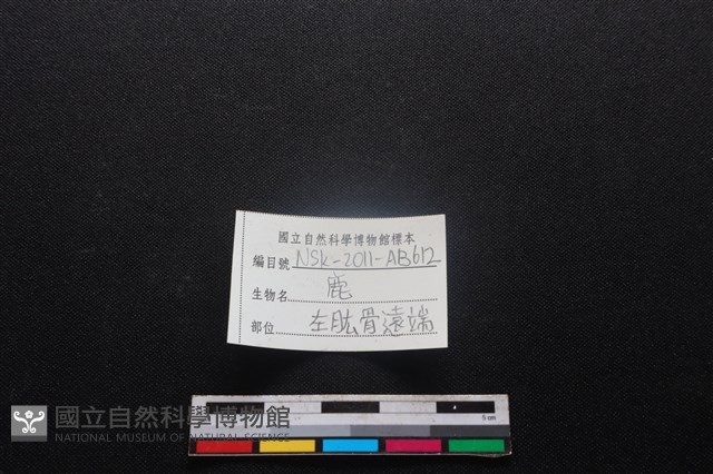 梅花鹿骨藏品圖，第3張