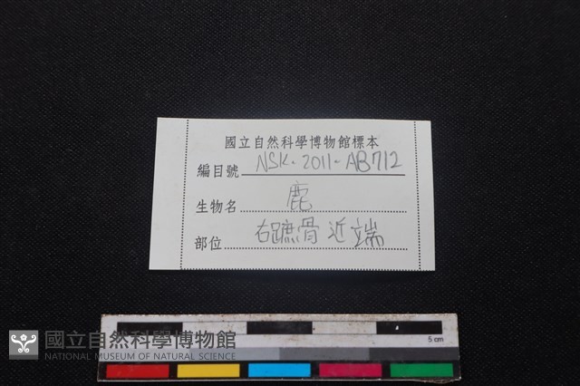 梅花鹿骨藏品圖，第3張