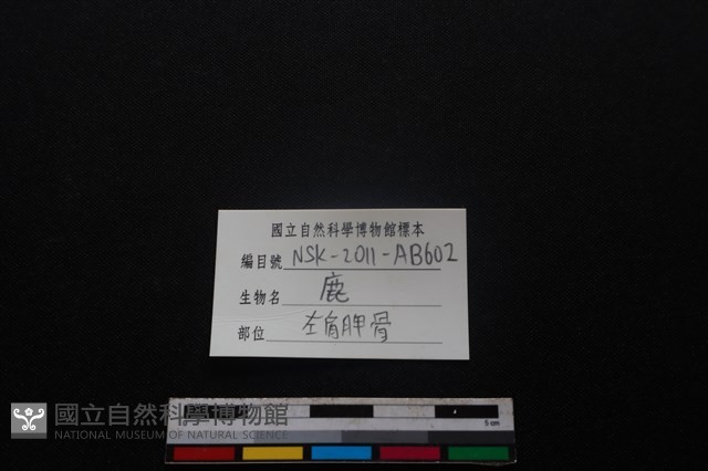 梅花鹿骨藏品圖，第3張