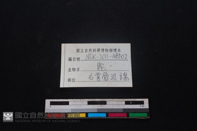 梅花鹿骨藏品圖，第3張