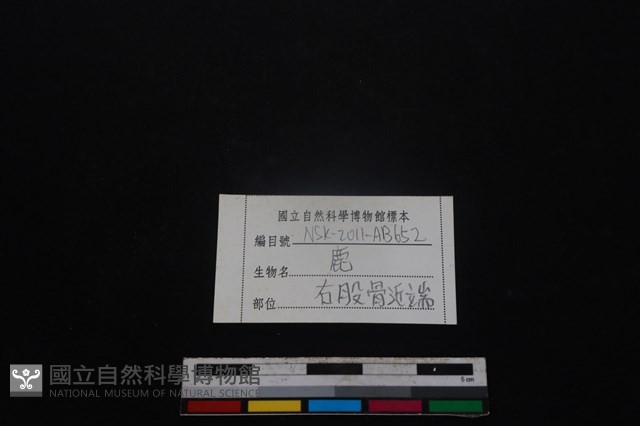 梅花鹿骨藏品圖，第3張