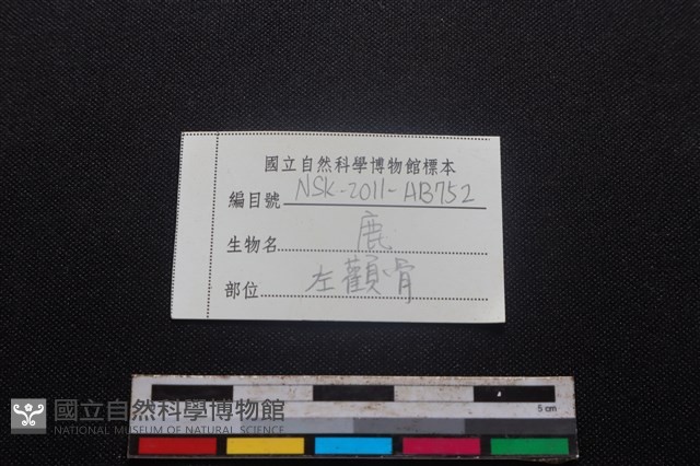 梅花鹿骨藏品圖，第3張