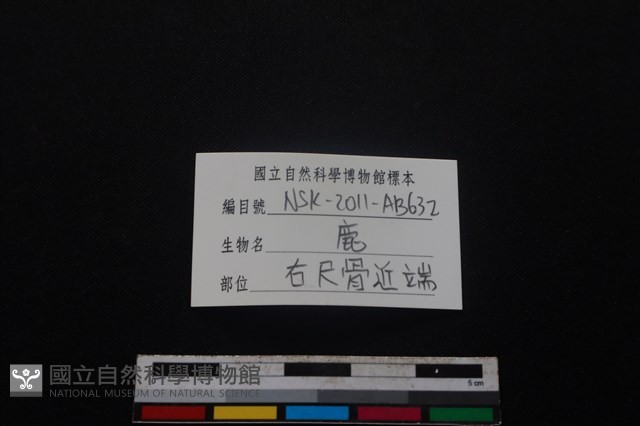 梅花鹿骨藏品圖，第3張