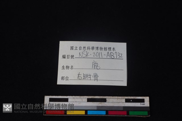 梅花鹿骨藏品圖，第3張