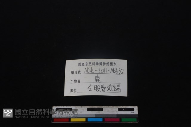 梅花鹿骨藏品圖，第3張
