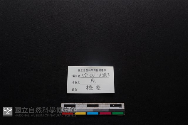 梅花鹿骨藏品圖，第3張