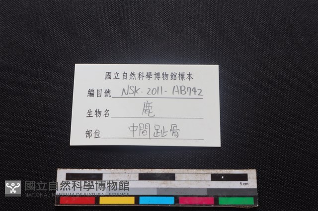 梅花鹿骨藏品圖，第3張