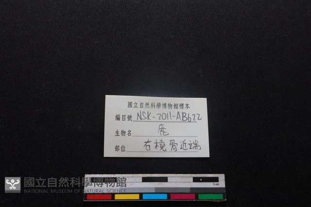 梅花鹿骨藏品圖，第3張
