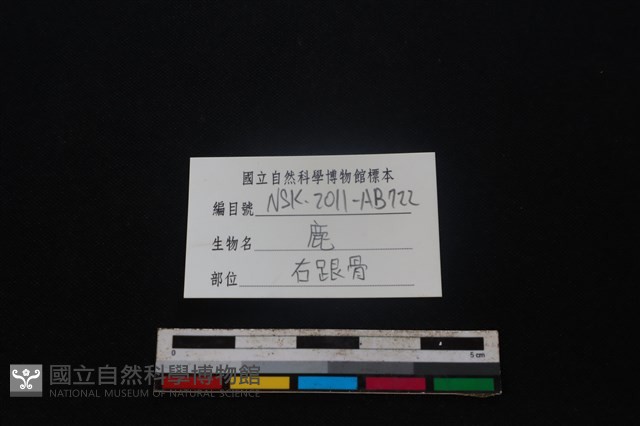 梅花鹿骨藏品圖，第3張