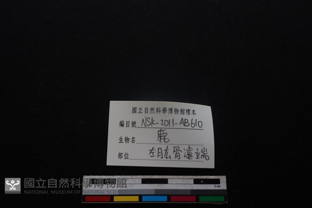 梅花鹿骨藏品圖，第3張