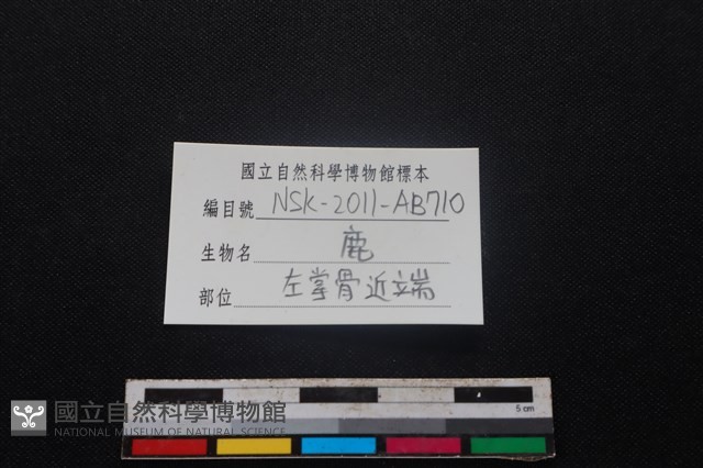 梅花鹿骨藏品圖，第3張